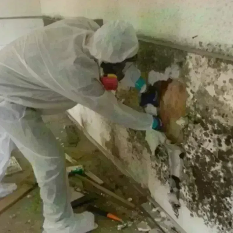 Mold Remediation and Removal in Edgewater Park, NJ